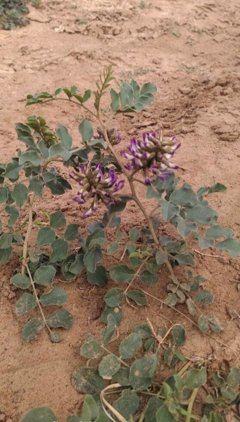 甘草的甜味成分是什么,甘草的种类与功效是什么