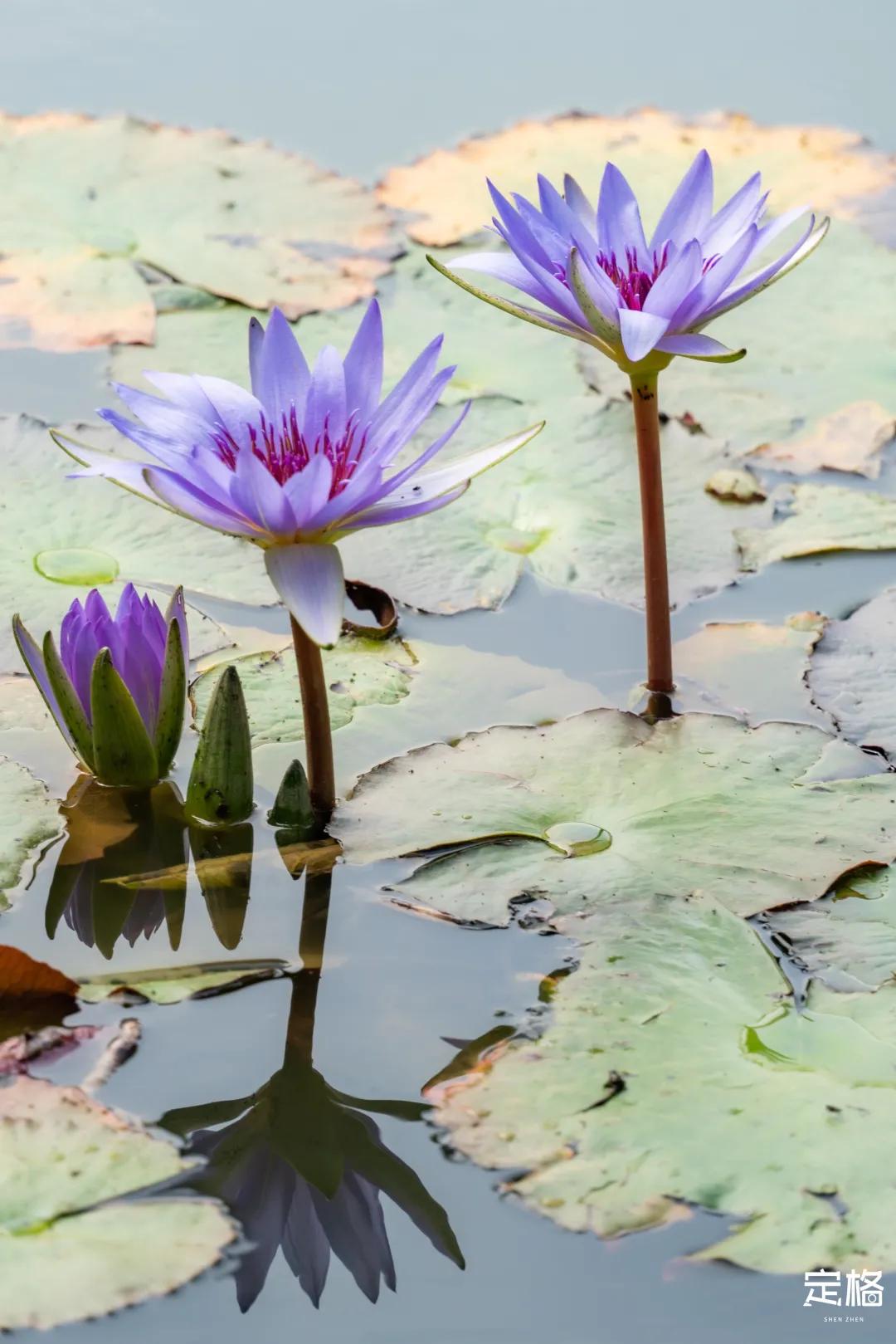 娲箹鍏洯娣卞湷,娲箹鍏洯鑽疯姳