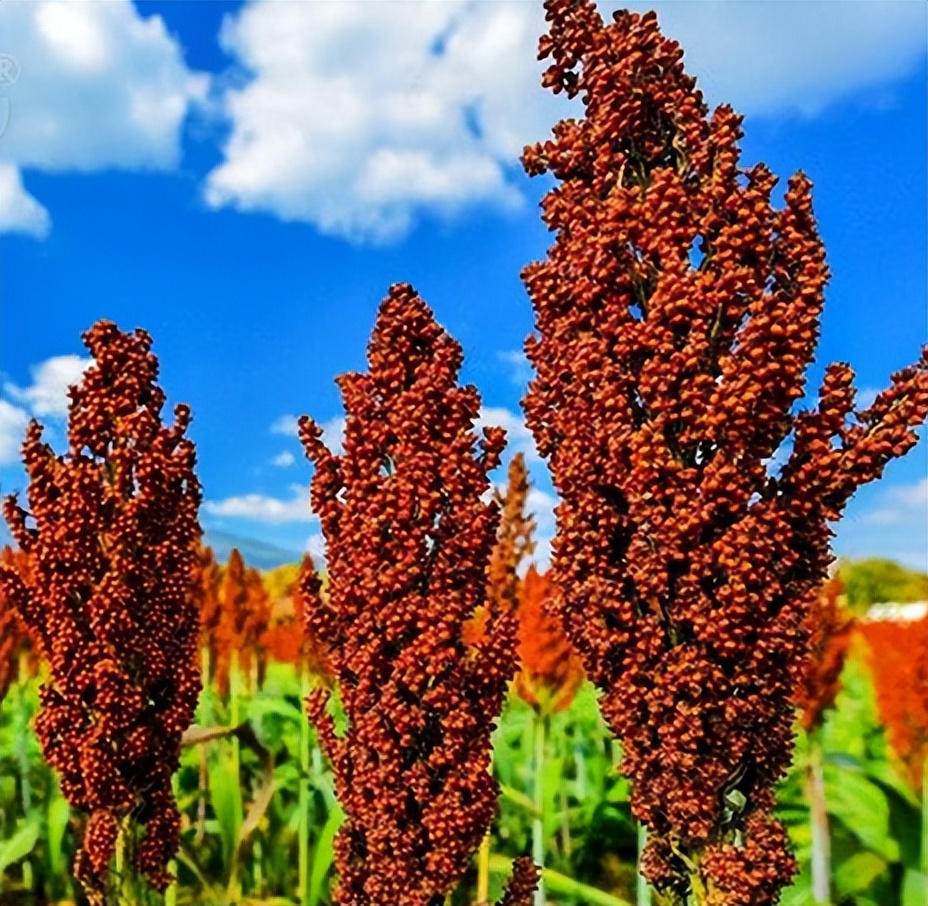 牛栏山新一代白酒是勾兑酒吗,牛栏山白酒为什么后劲这么大