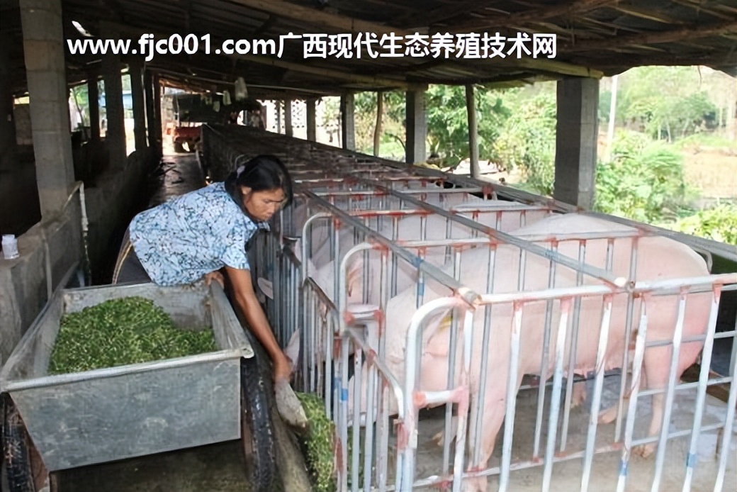 加强型活力99生酵剂—以高浓度乳酸菌，更好用的专业益生菌发酵剂