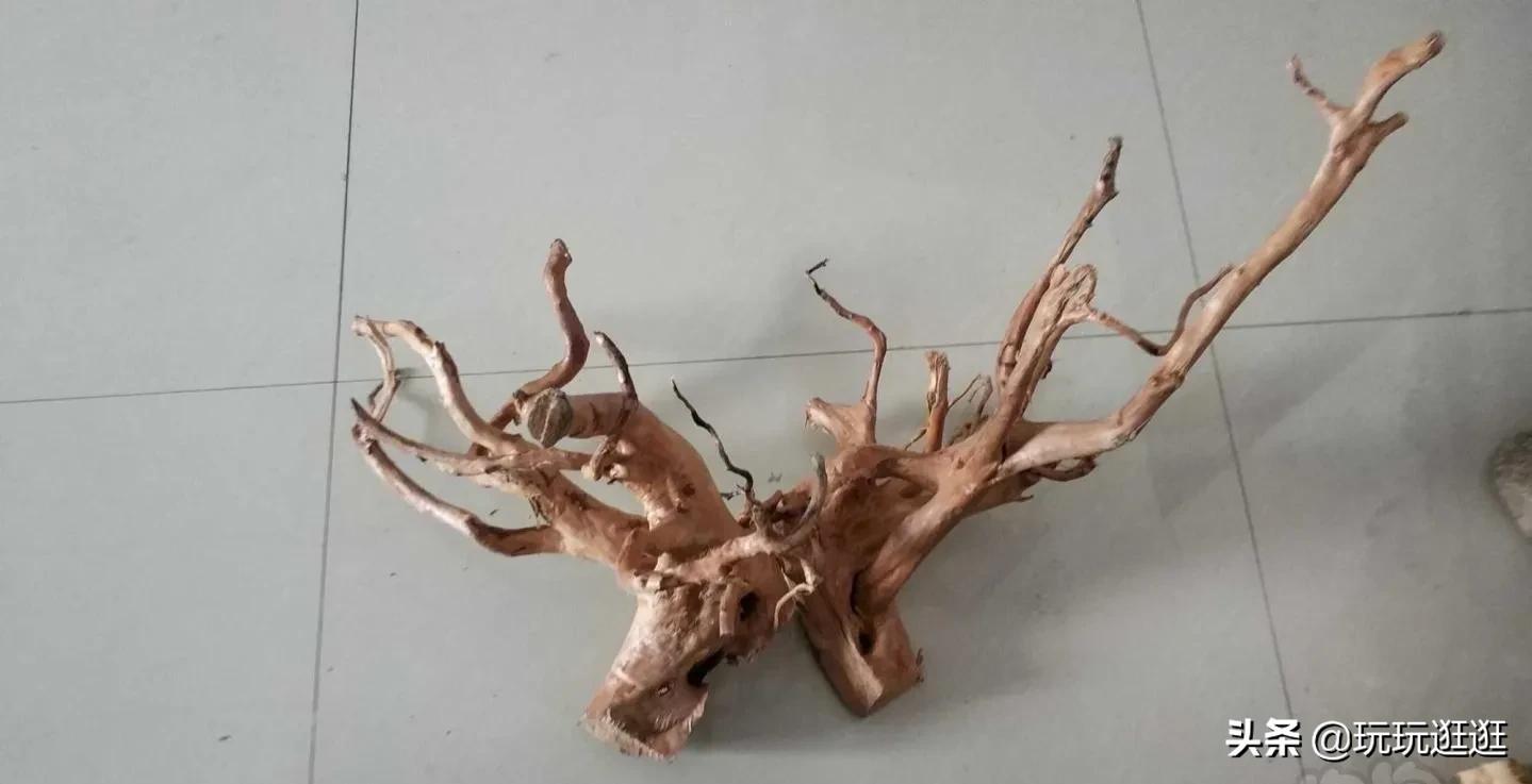 水草缸那些沉木黄水?木头菌膜如何处理?鱼缸造景十一:木头篇