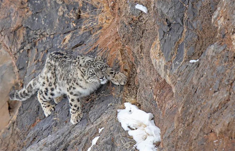 雪豹深夜袭击牦牛被驱离,雪豹一口咬死200斤小牦牛