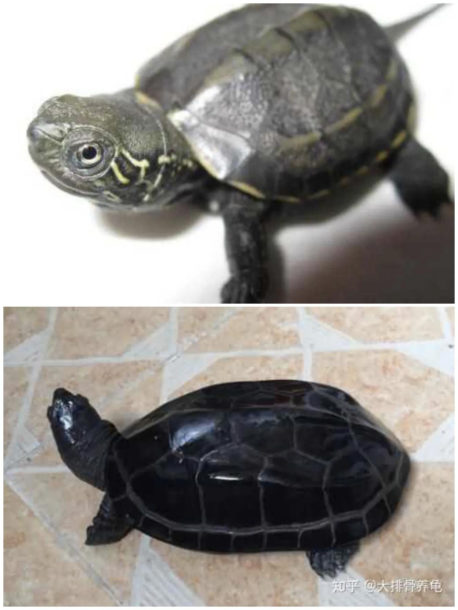 大青龟和小青龟龟苗的区别,新手养龟和老手养龟有什么区别