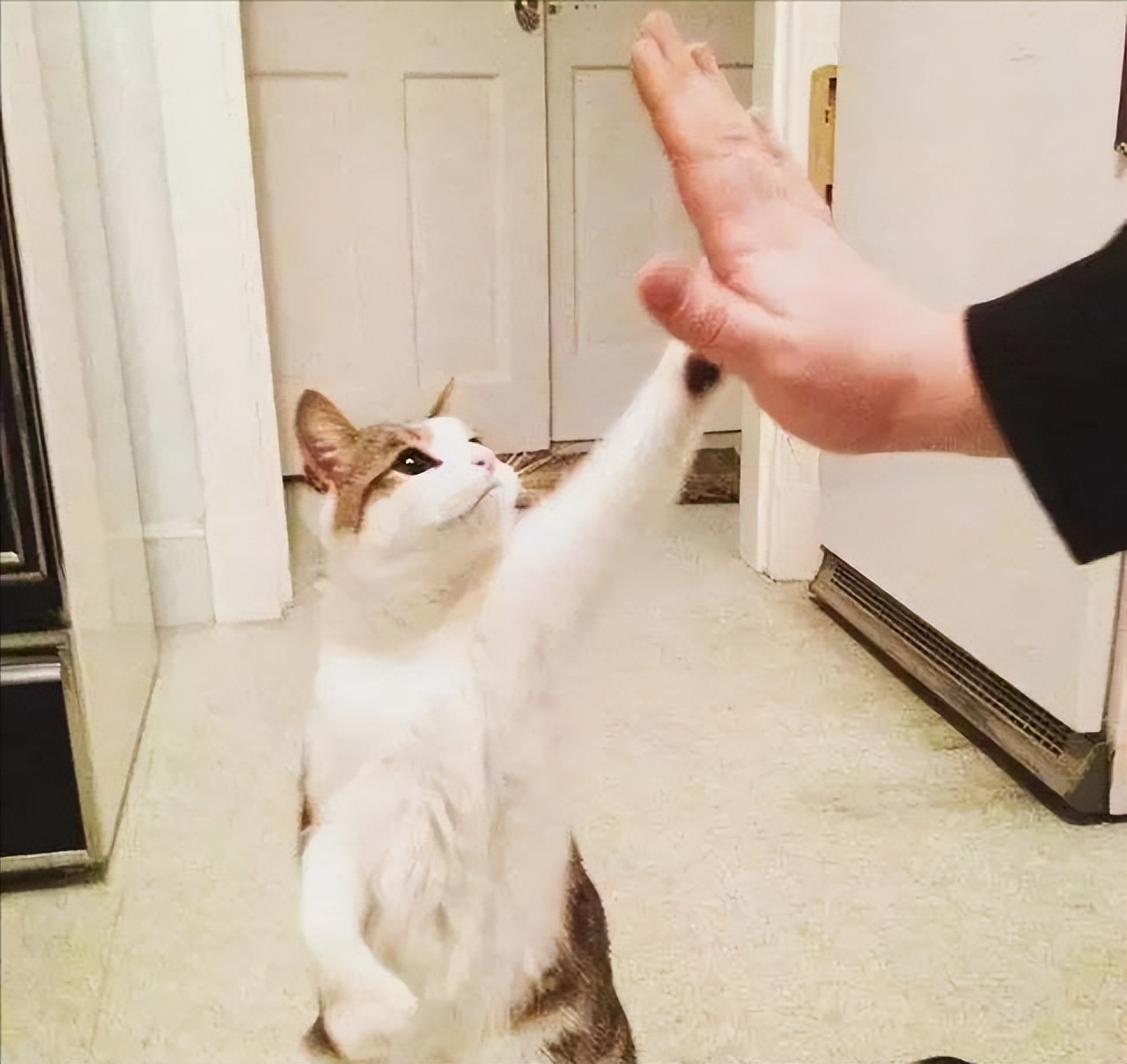 路边捡到流浪猫是什么预兆,路上遇到流浪猫怎么捡回家