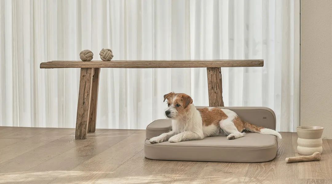 2022年iF设计奖：宠物用品类