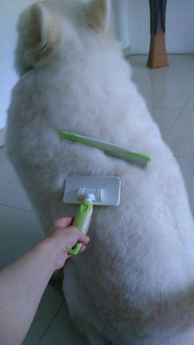 萨摩耶掉毛特别严重怎么回事,萨摩耶夏天掉毛快秃了