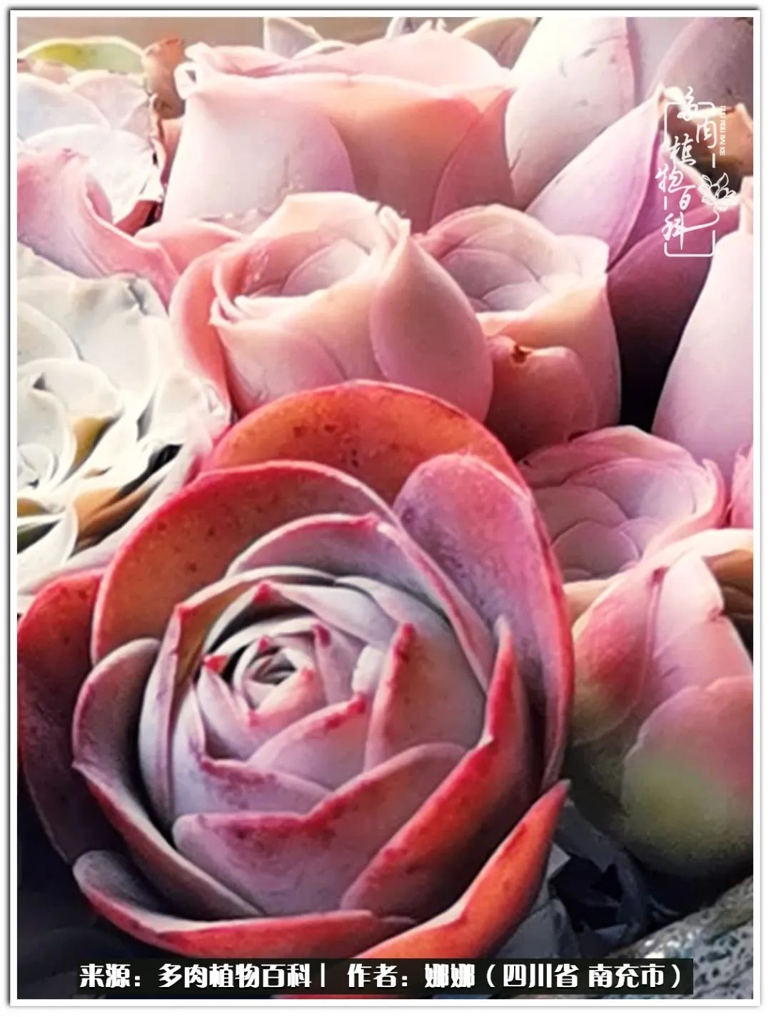 带刺的玫瑰阳台多肉,开花的玫瑰多肉