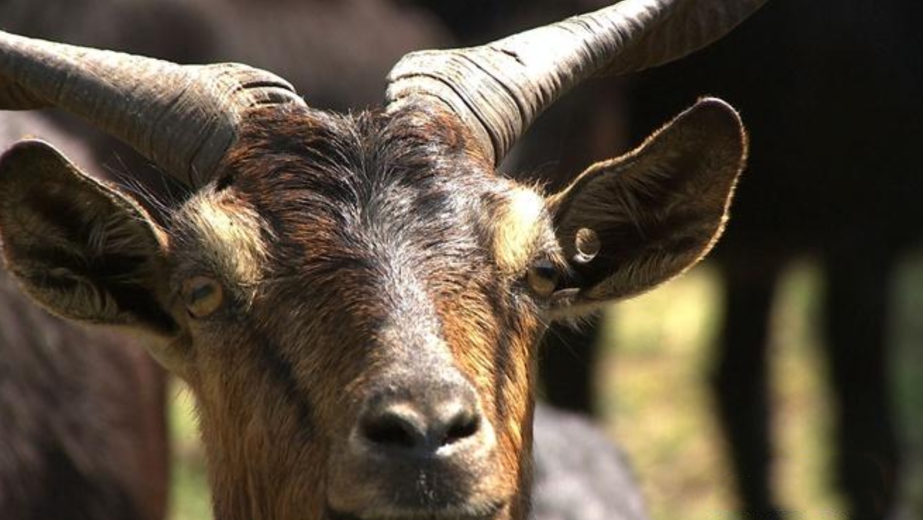 云南惊现怪羊,云南出现黑色怪羊