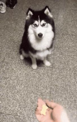 公狗的睾丸皮破了有生命危险吗,公狗只有一个蛋有什么危害