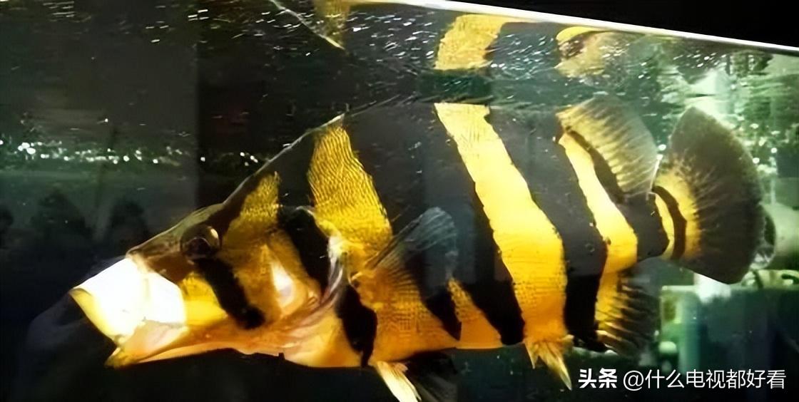 虎鱼从小饲养的正确方法,饲养虎鱼有哪些注意事项