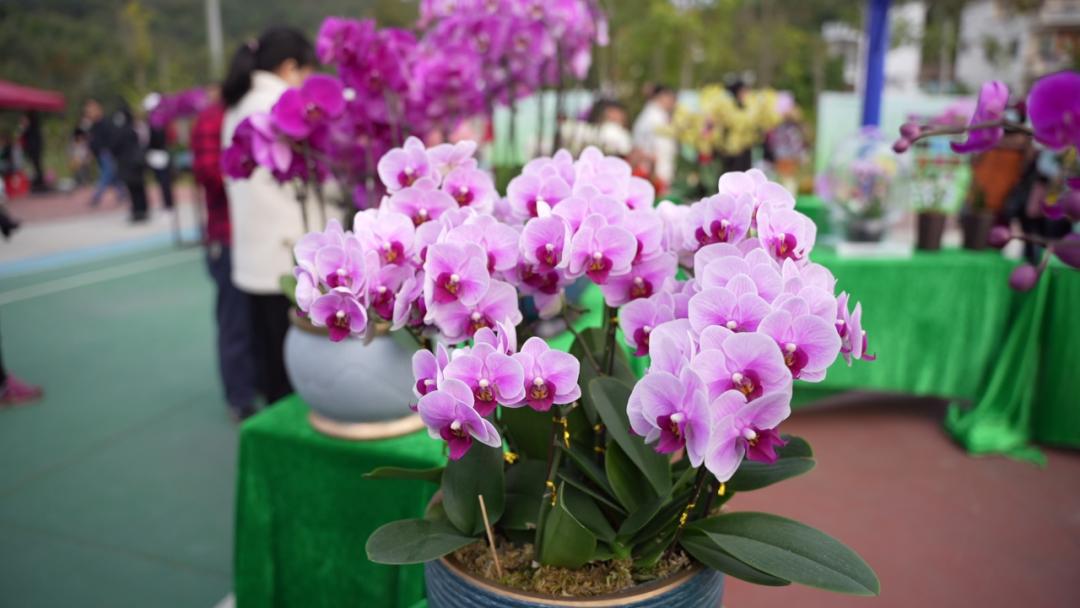 四会石狗镇兰花展今年什么时间,石狗镇程村兰花展馆