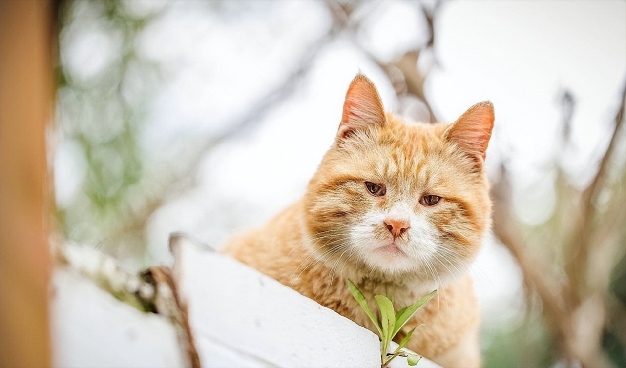 绝育后的公猫应该换绝育的猫粮吗,公猫绝育和不绝育下面啥样的