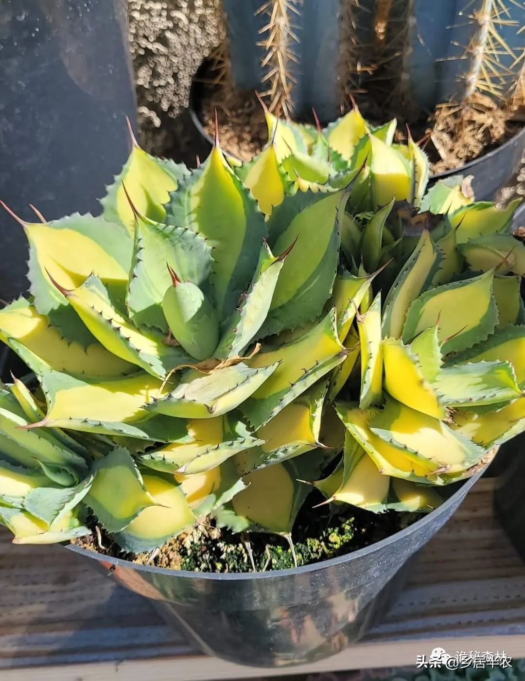 龙舌兰难养的品种,金边龙舌兰品种大全