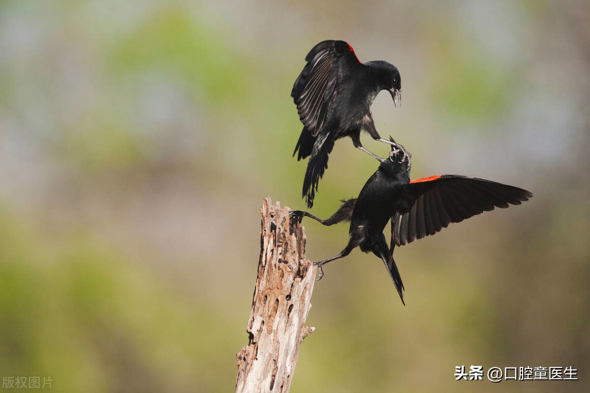 研究发现人之所以爱看热闹是因为围观者的大脑会同样兴奋