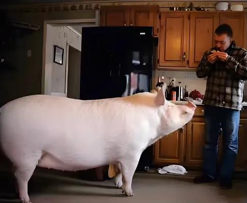 茶杯猪有多可爱,茶杯猪有多大