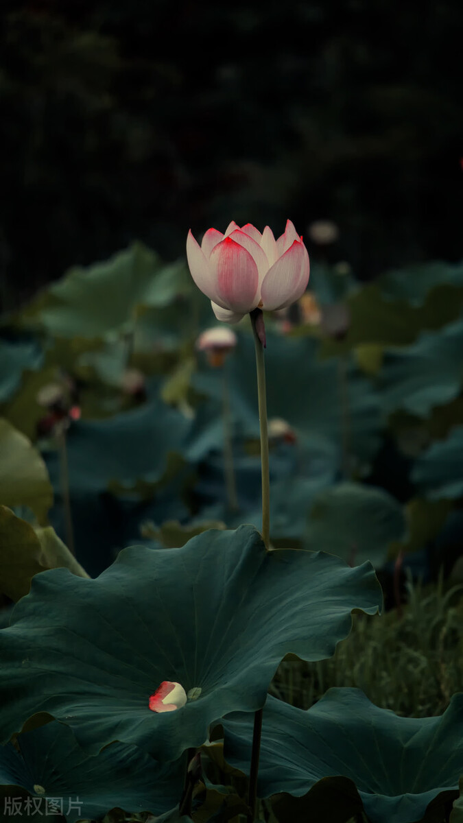 荷花图片禅意荷花,最美意境荷花图片大全