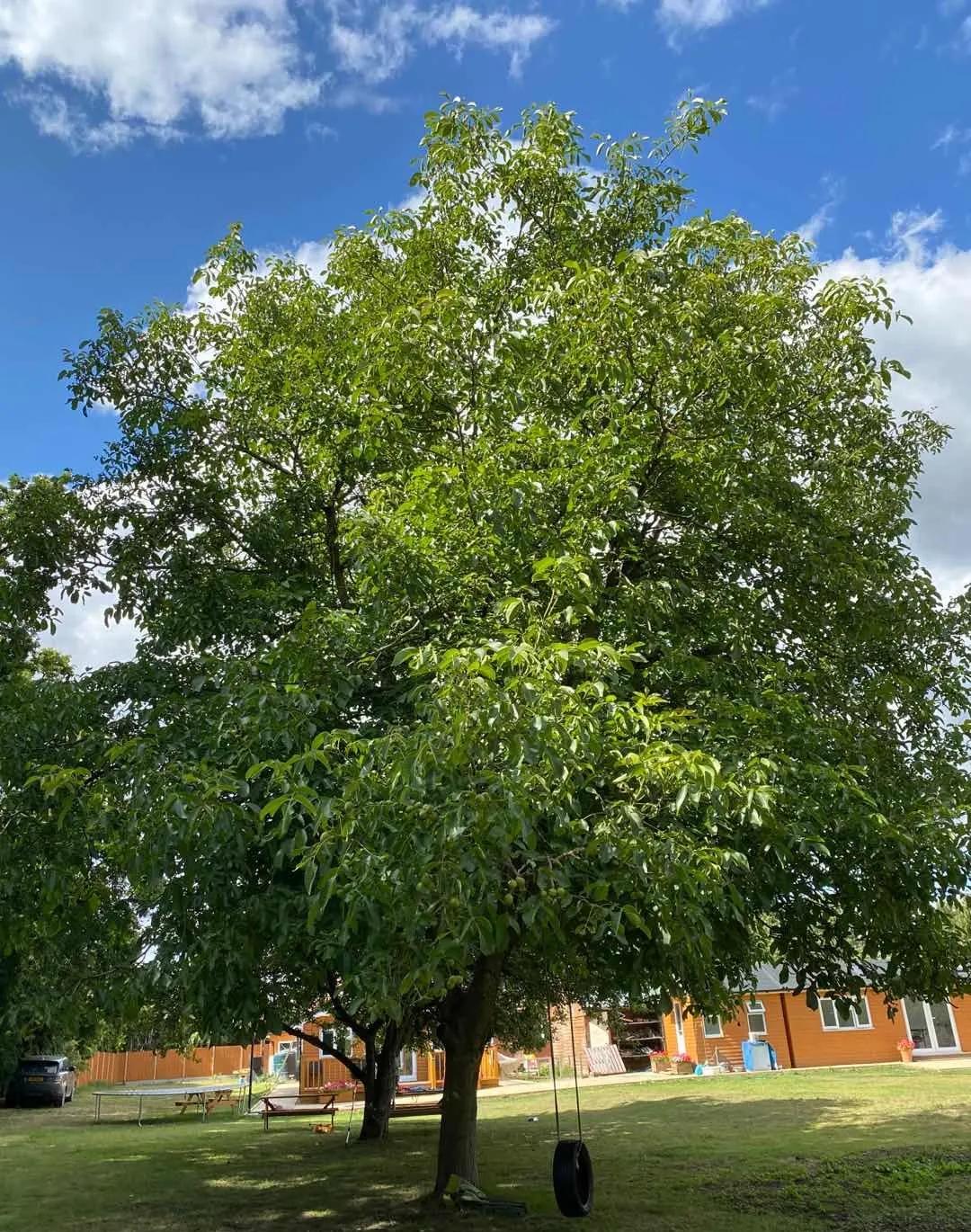 投资移民可以投资英国本土企业吗？