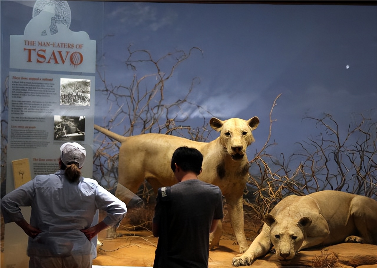 两个外国人吃狮子,两个外国人挑战被各种生物咬