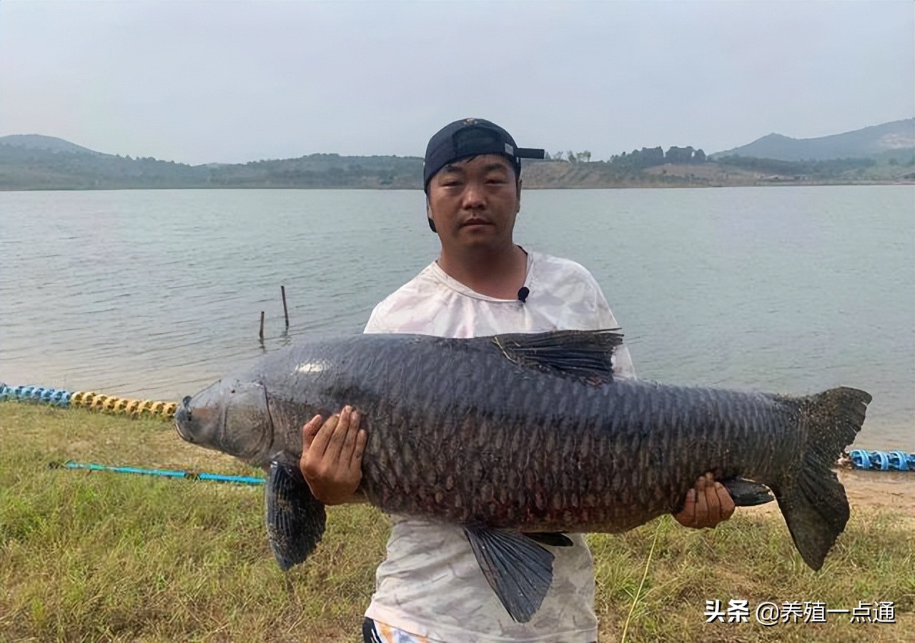 现在小青鱼出血是什么原因,青鱼鱼体出血的原因与治疗方法