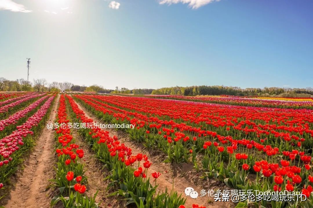 邂逅五彩斑斓的油菜花田,郁金香花田旅游攻略