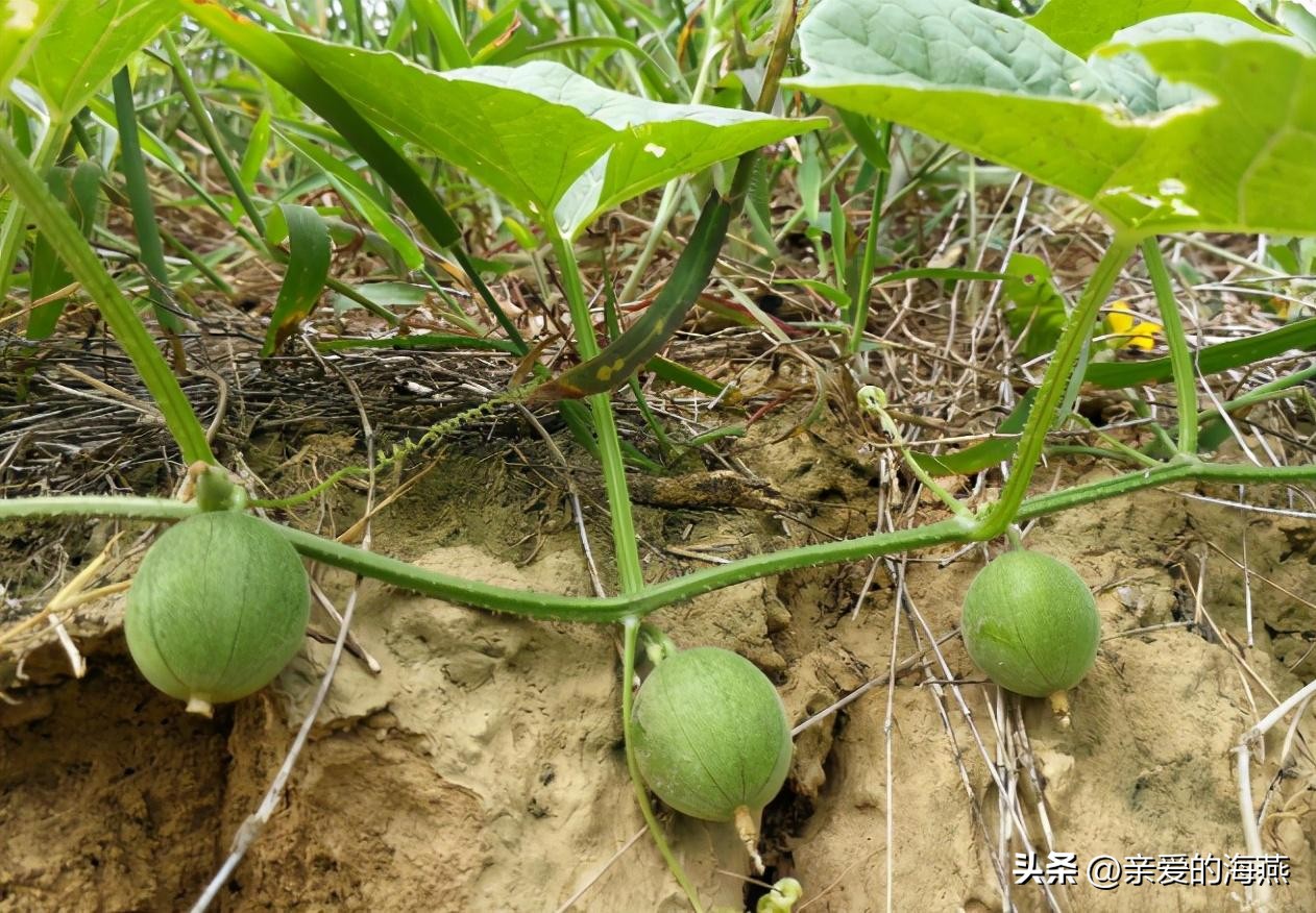 慢慢消失的农村十四种野果,农村慢慢消失的野草
