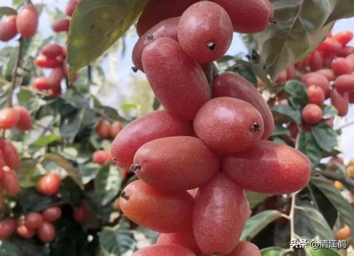 从未见过的稀奇物种,很多人没见过的奇怪生物