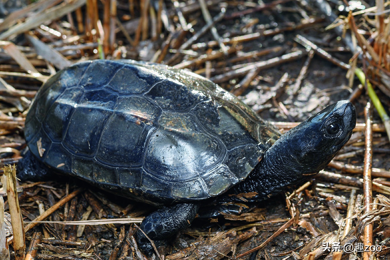 家庭宠物哪个好养活,养殖哪些宠物好养活