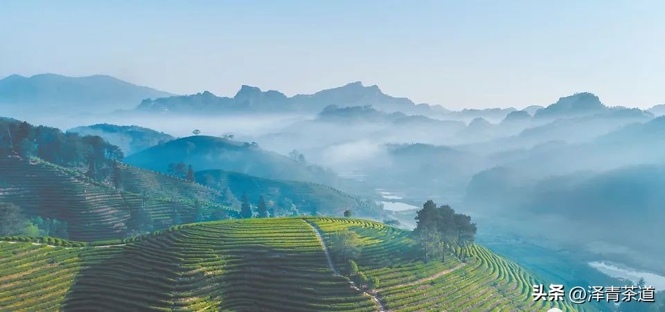 福建中国茶叶第一大省,中国茶叶排名第一省