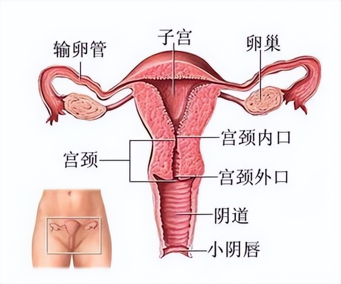 女性“巨阴症”，能不能够生育？医生提醒：3种情况要重视