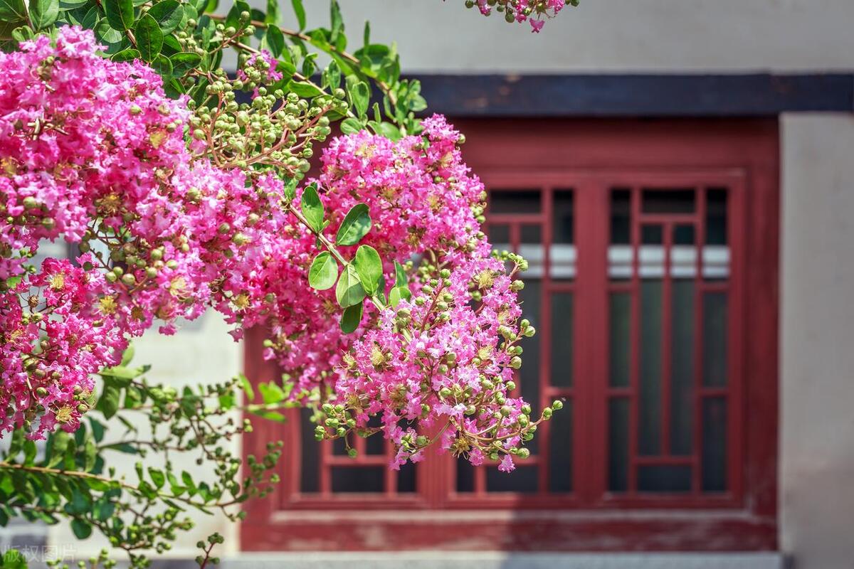 紫薇适合种在什么方位,紫薇富贵层次