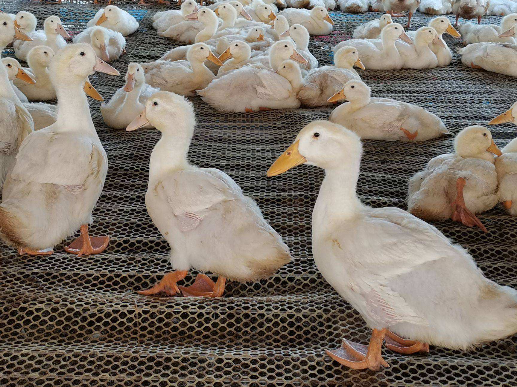 街头烤鸭为什么便宜,烤鸭15元一只的是什么鸭