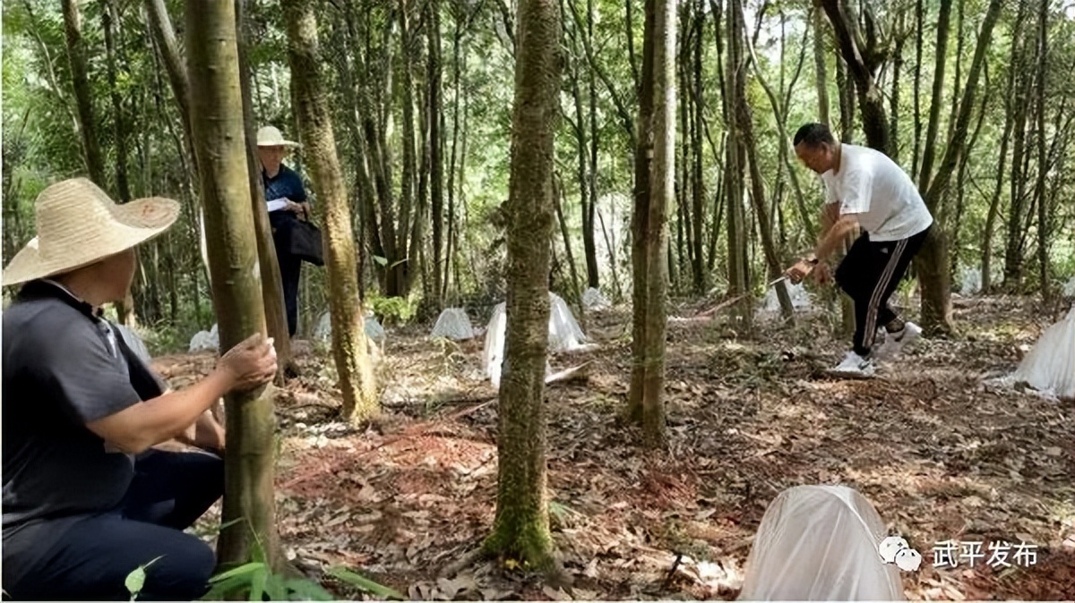 灵芝菇撑开致富伞,种植灵芝助农增收致富案例