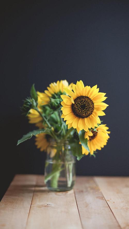 逐光而行向阳而生散文,守心自暖向阳而生的散文