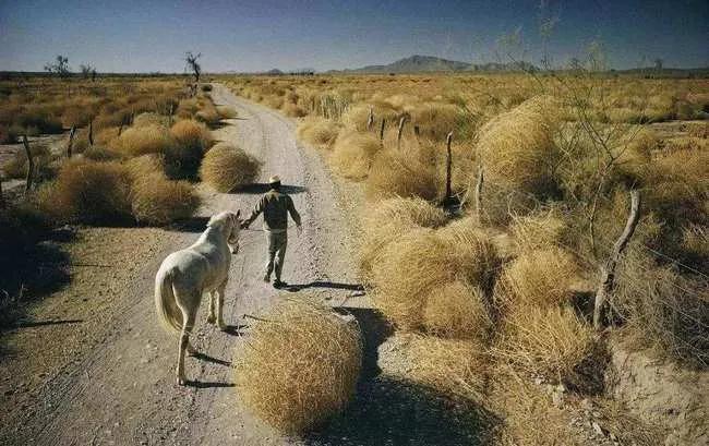 风滚草在美国泛滥成灾，入侵多条公路，为何在我国却难以长大？