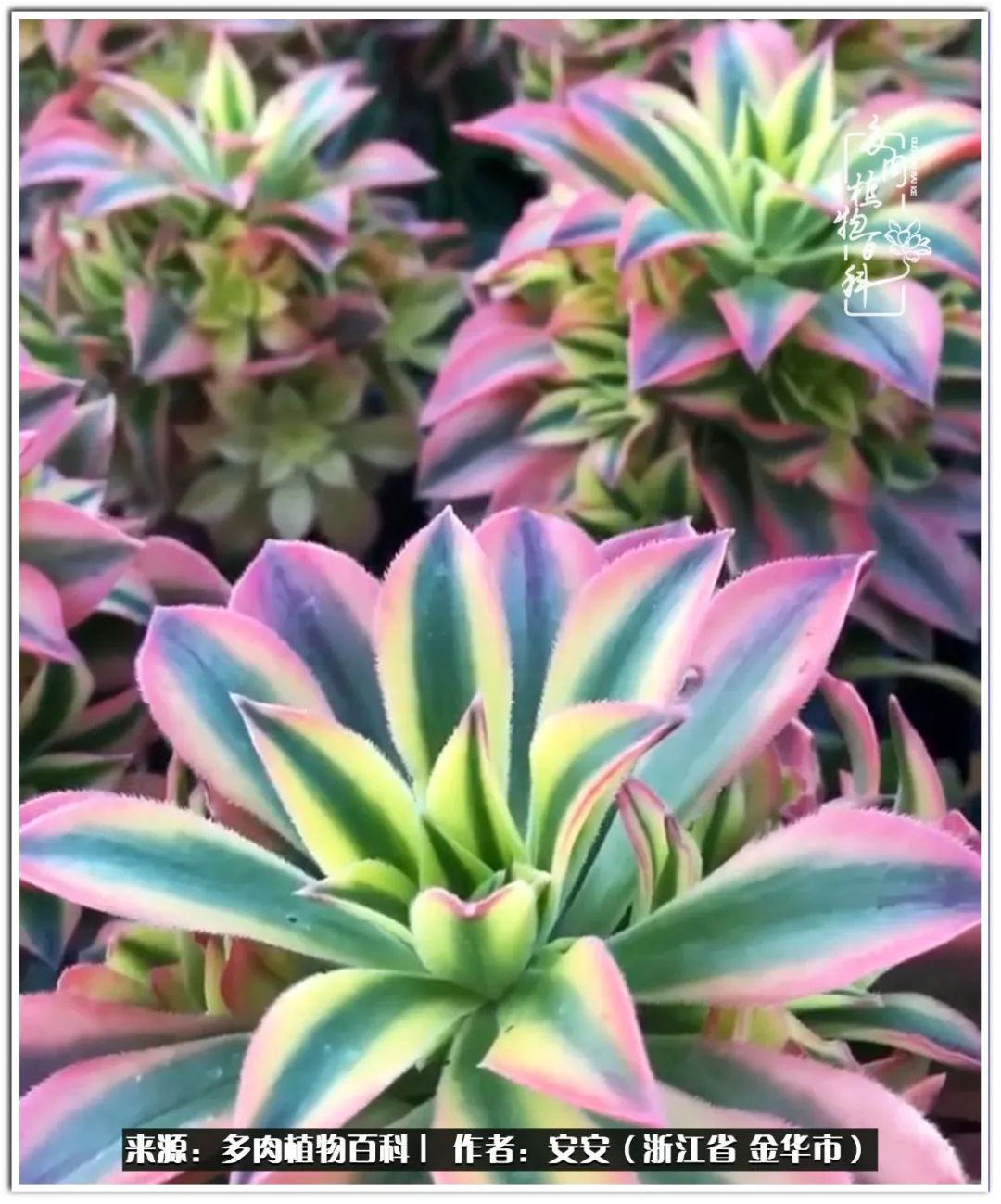 多肉法师花卉品种大全,多肉法师为什么叫法师