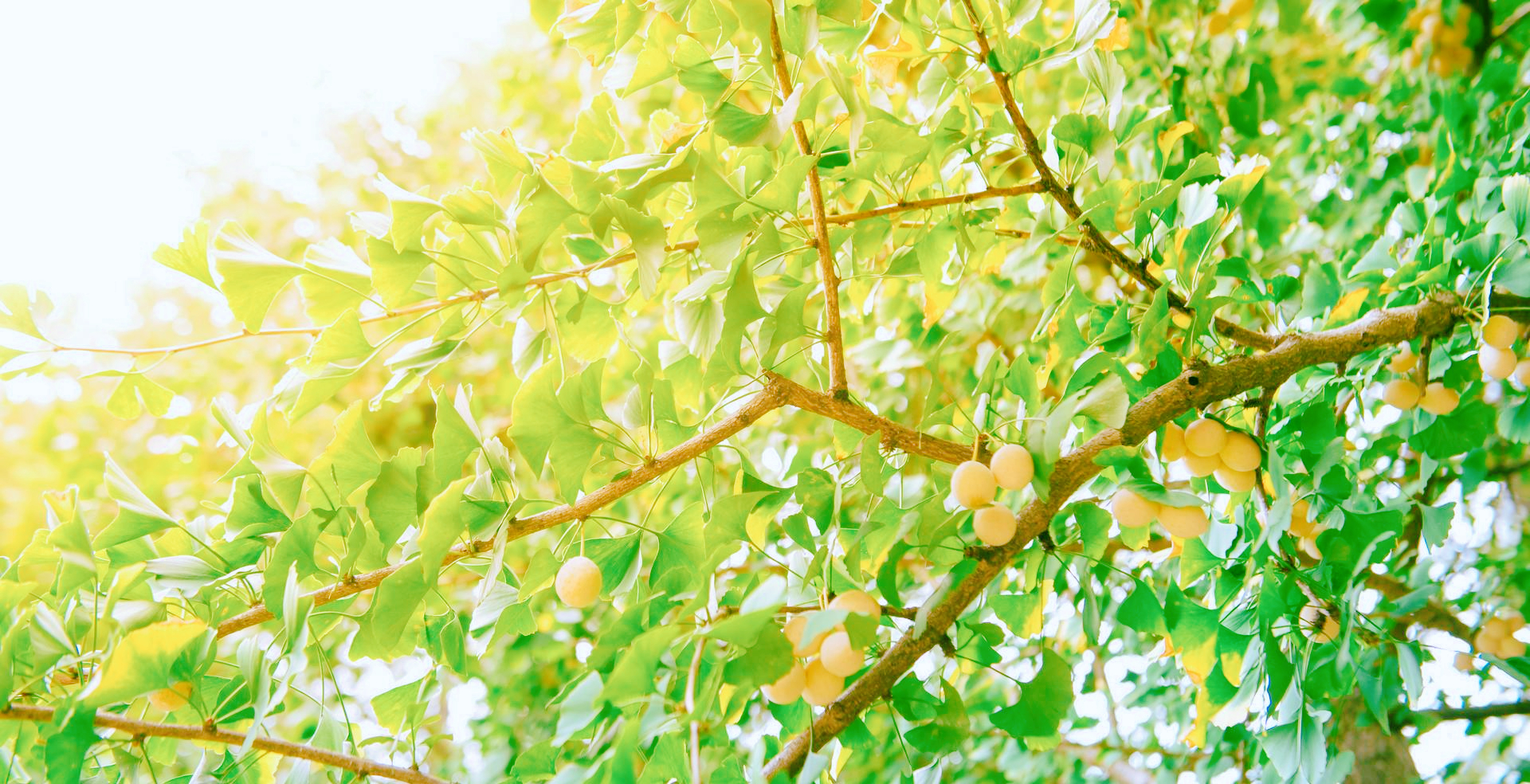 银杏树价格一落千丈,银杏果的价格90年代