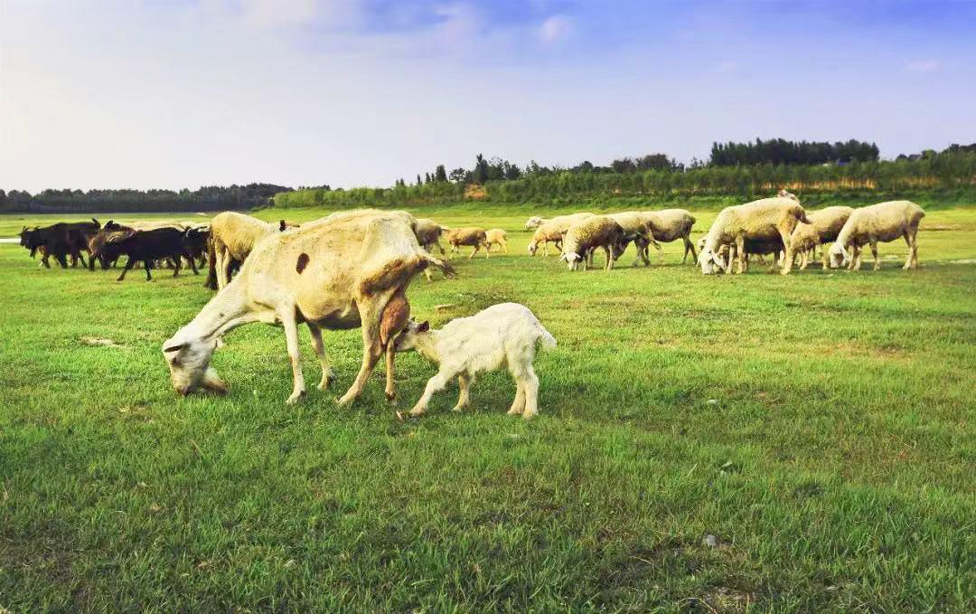 山东有海有雪有山有平原,山东有没有广阔草原