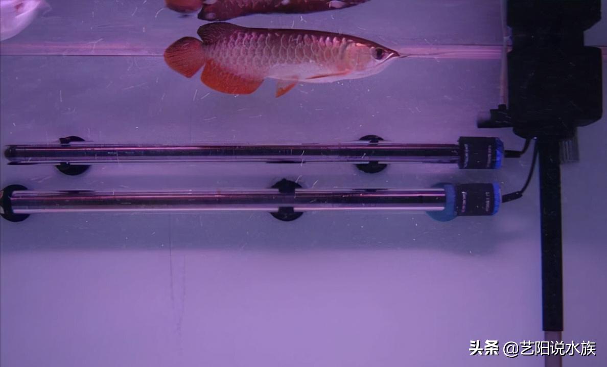 长大了的龙鱼好养么,龙鱼压养什么意思