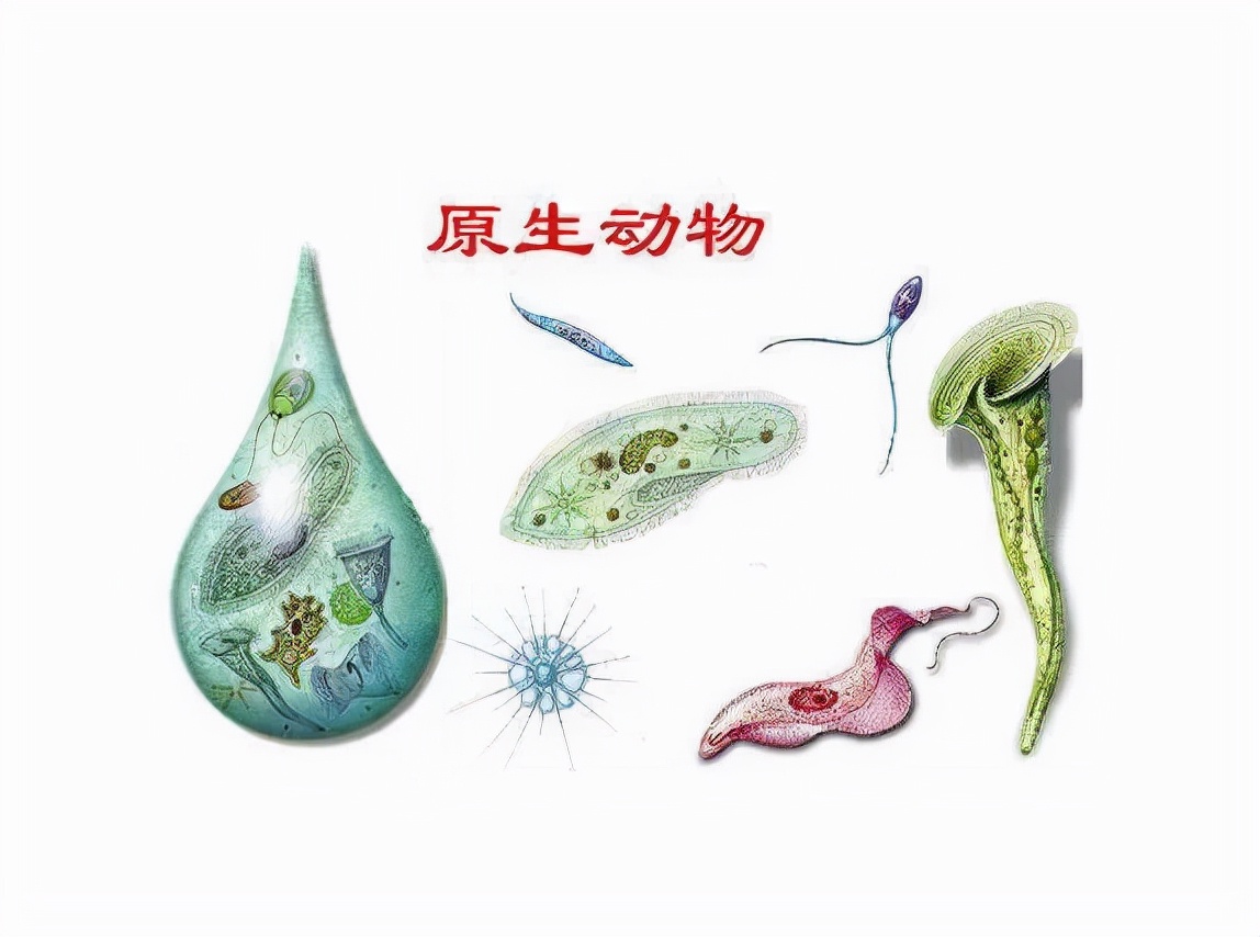 地球上的生命是如何诞生的，你知道吗？