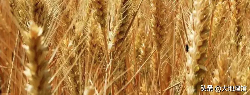 东北饺子和山东饺子哪个更出名,为什么东北饺子出名