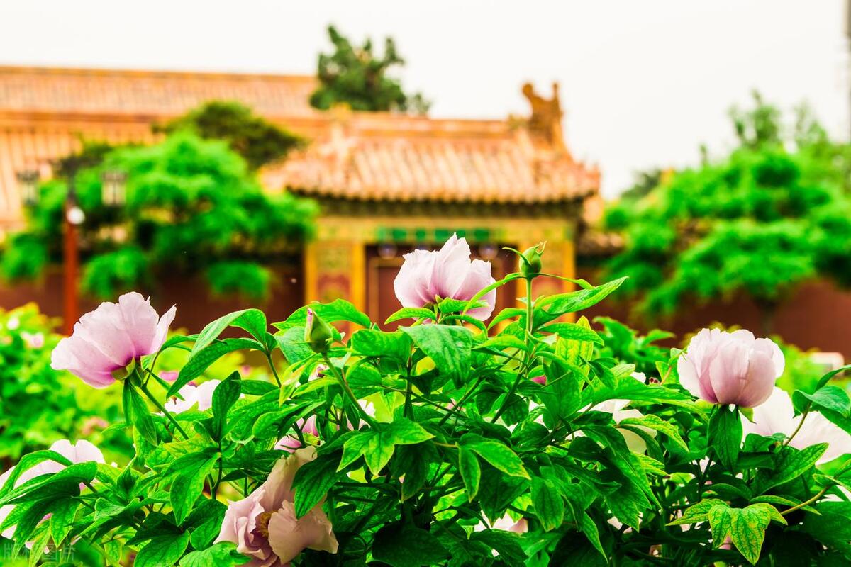 人间最美五月天春季赏樱正当时,5月北京三大赏花公园