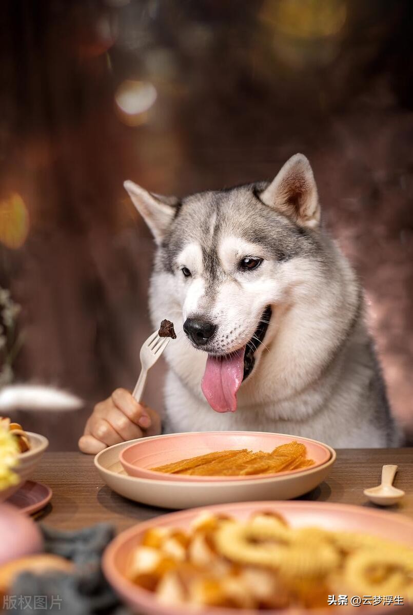 纯种哈士奇犬辨别方法,怎么挑选哈士奇的纯种狗