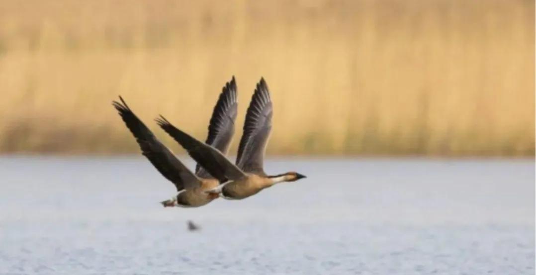 彼汾沮洳,美无度——晋中一带的水生物辨识之一