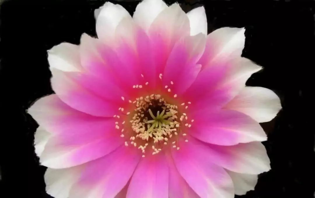 200种·仙人球开花图鉴，大开眼界，美到爆