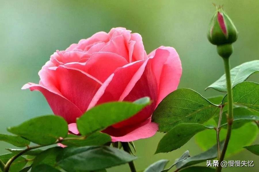 月季花诗句十首,关于月季花的诗句古诗词