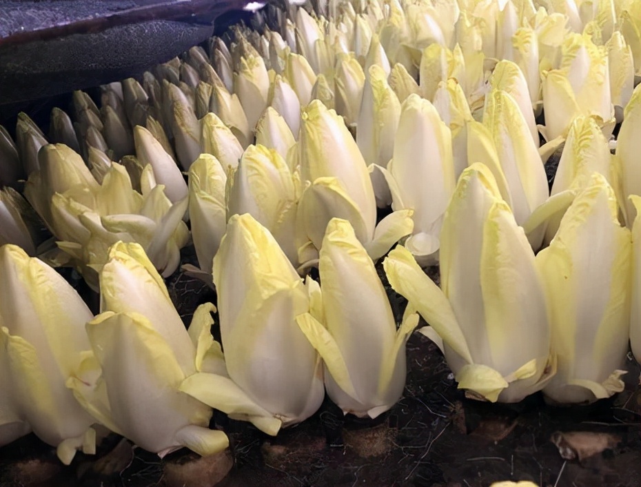 大叔摸黑种芽球菊苣，攻克芽球菊苣种植难题，一年销售额5000万元