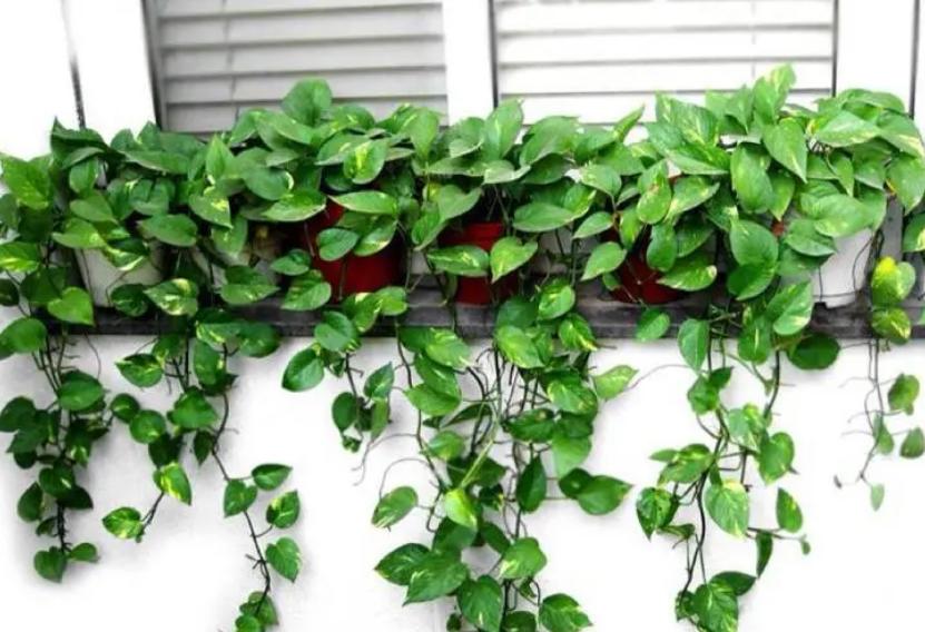 绿萝怎么养才能更旺盛不会变绿,绿萝怎么养才能更旺盛长更快