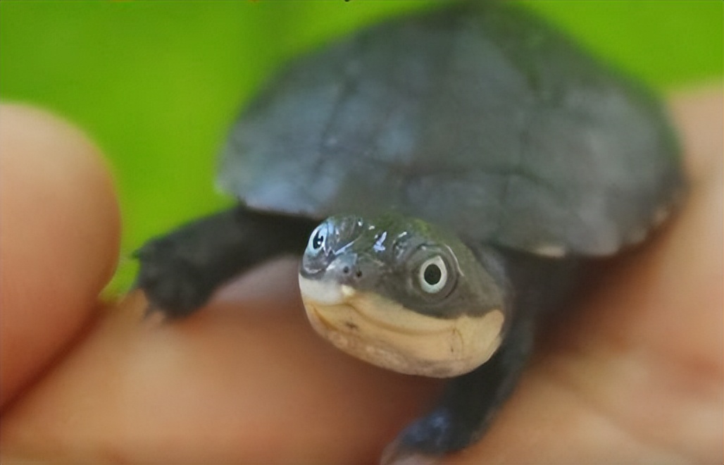 沼泽侧颈龟老是欺负别的龟,沼泽侧颈龟咬乌龟