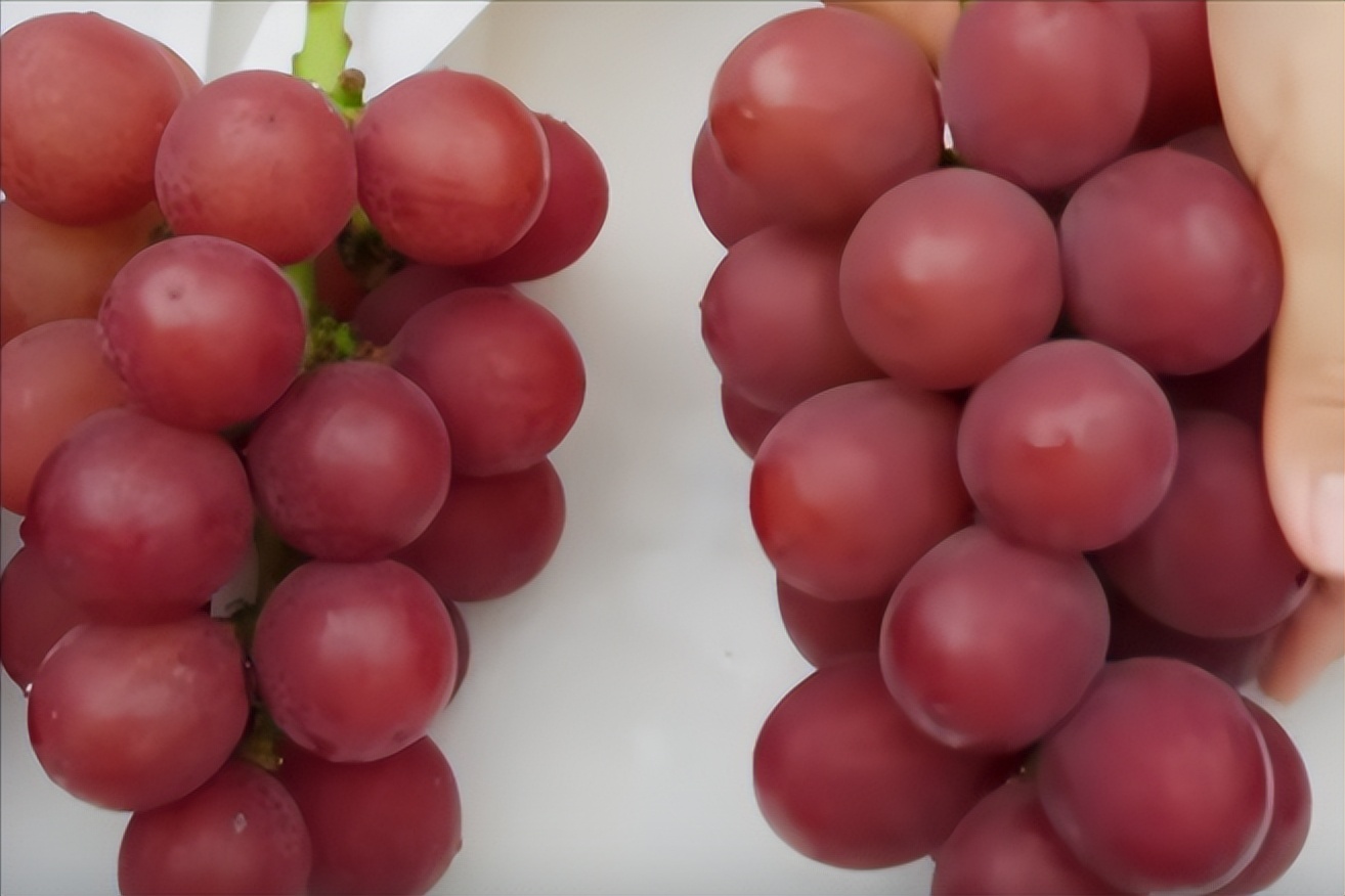 日本葡萄价格下降,日本天价葡萄每颗2200元