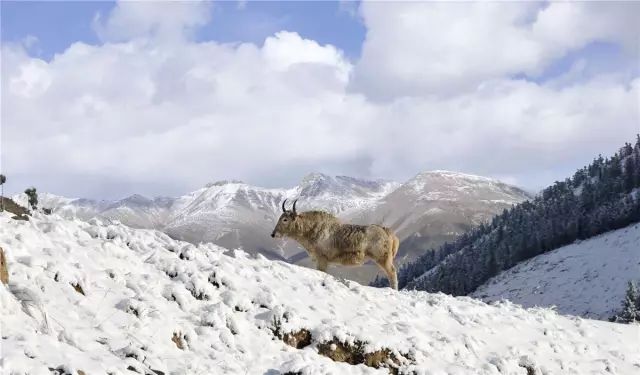 武威曾经全国第三大城市,甘肃曾经的第三大城市